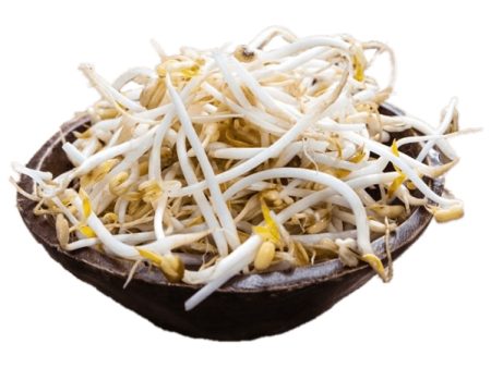 Soya Filizi