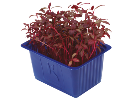Amaranth Filizi